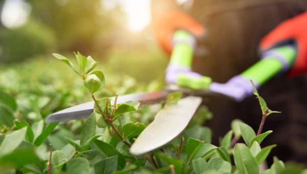 Gardening